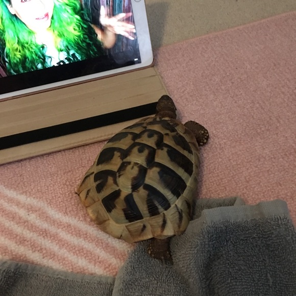 turtleladyac